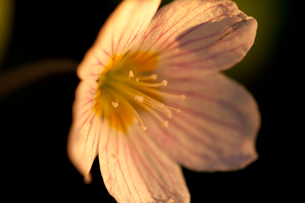 Frühlingsblumen 2