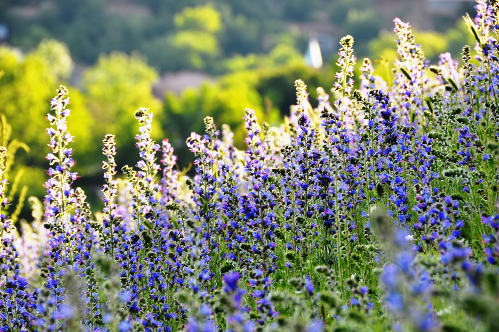 Frühlingsblumen