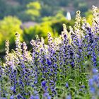 Frühlingsblumen