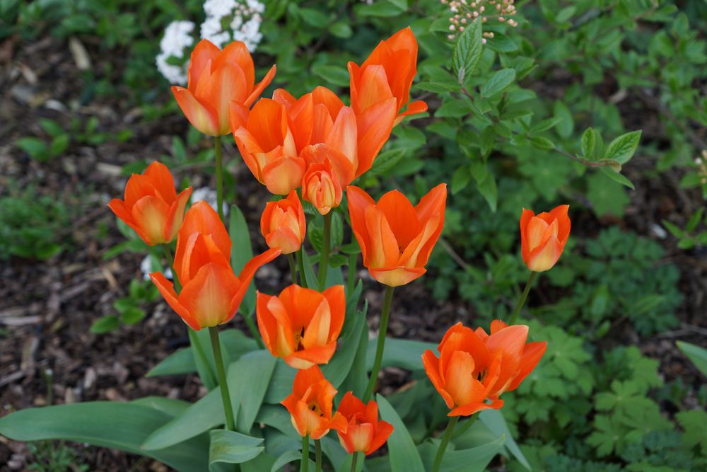 Frühlingsblumen von Hakan Bensiz 