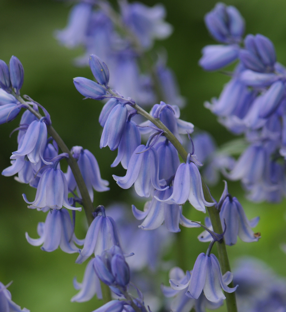 Frühlingsblumen 3