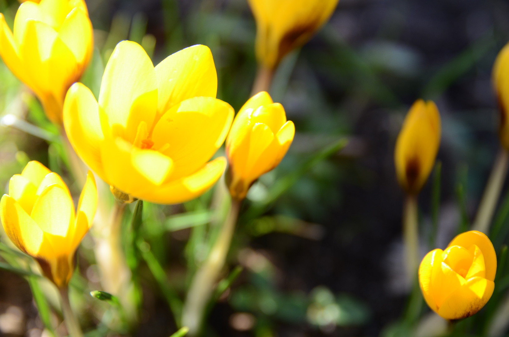 Frühlingsblumen