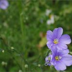 Frühlingsblumen 4