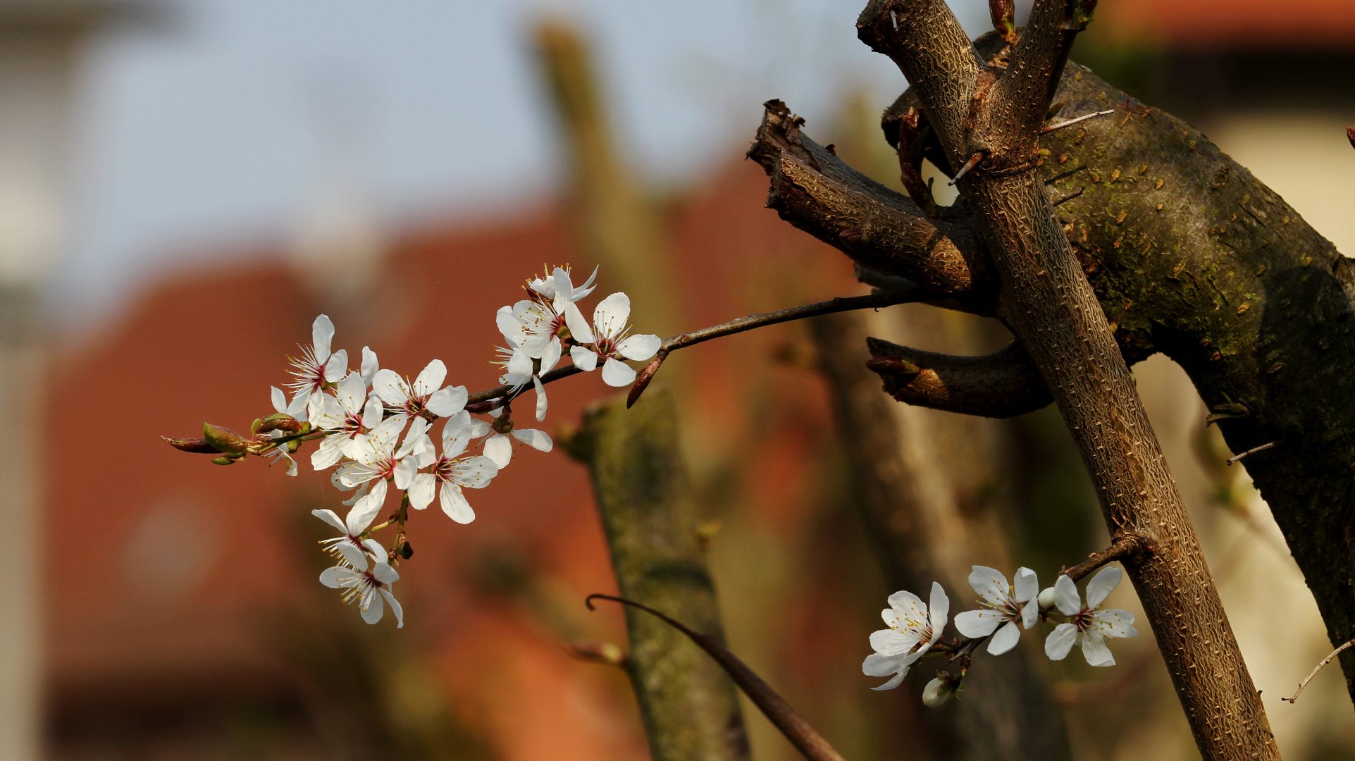 Frühlingsblumen