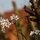 Frühlingsblumen