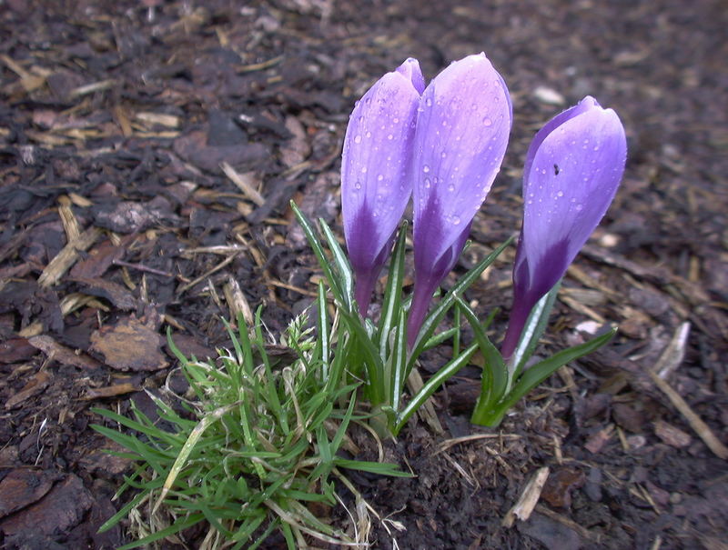 Frühlingsblumen