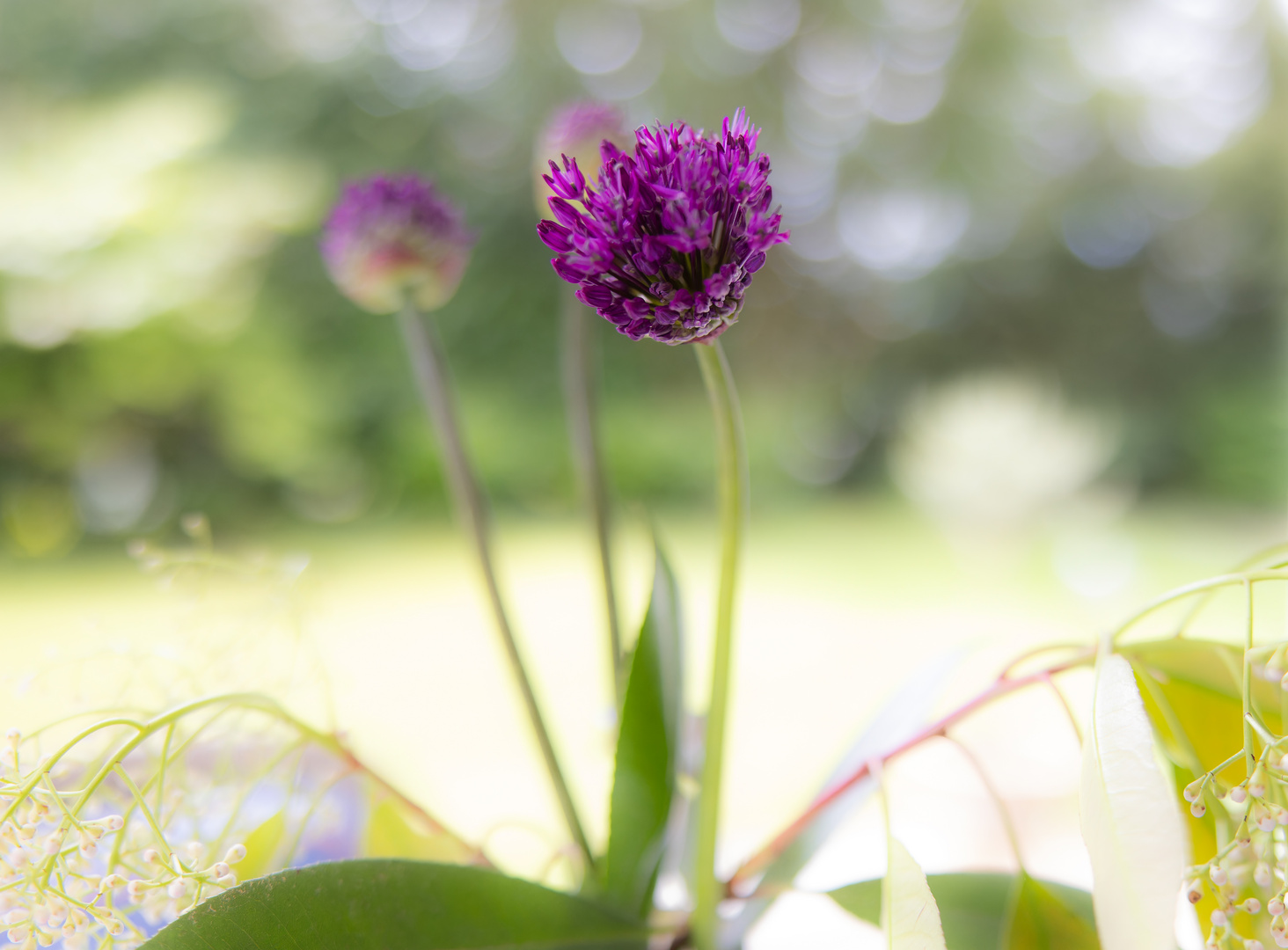 Frühlingsblumen