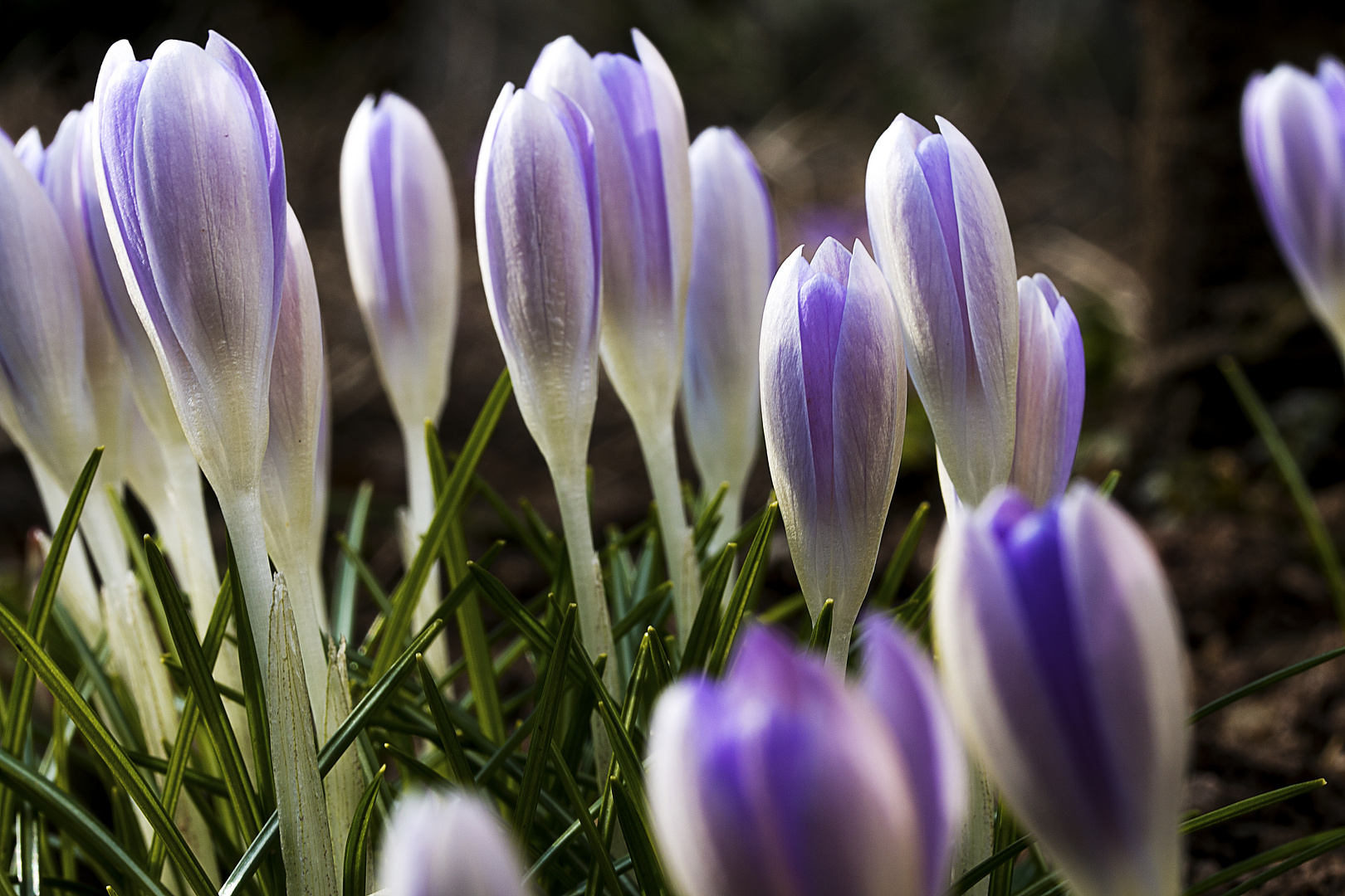 Frühlingsblumen