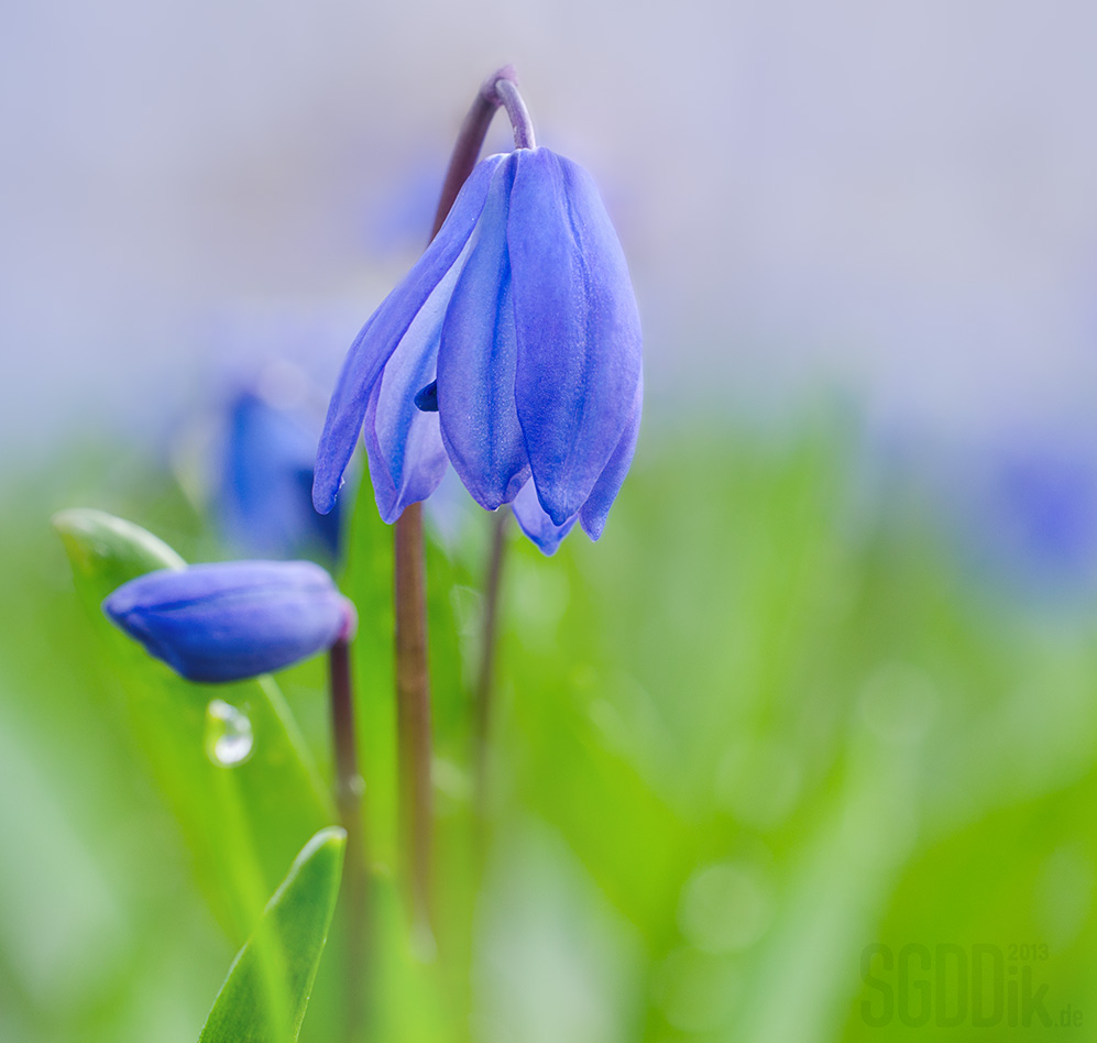 Frühlingsblumen