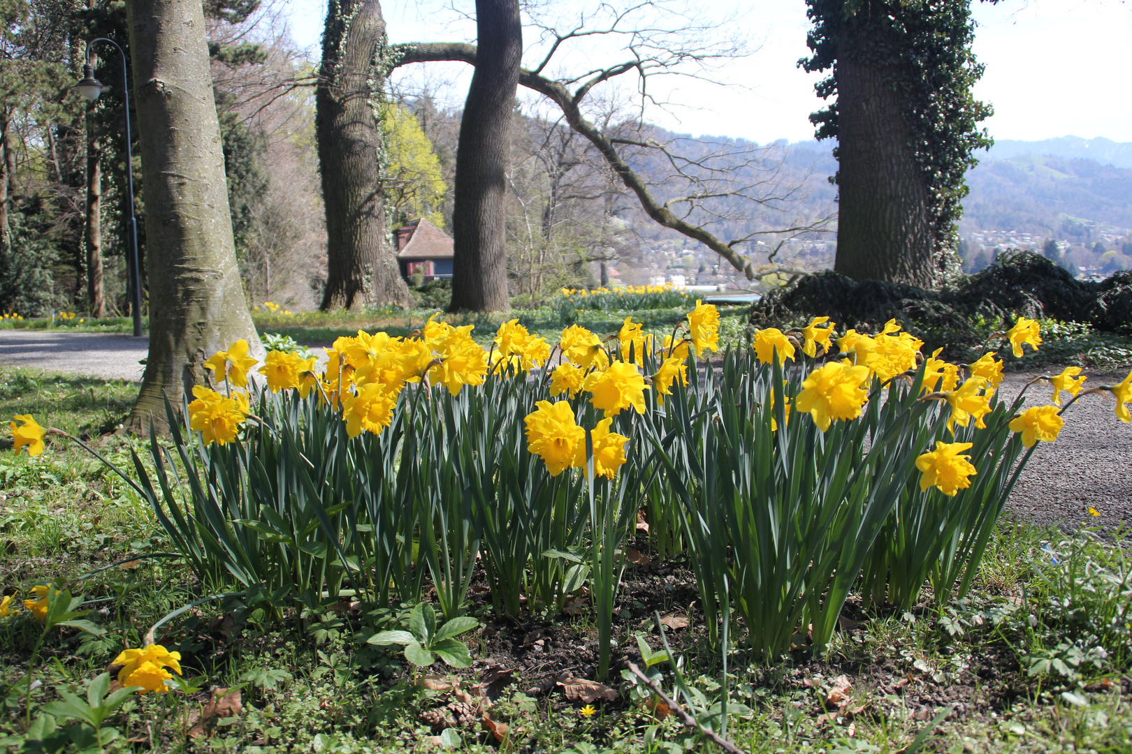 Frühlingsblumen