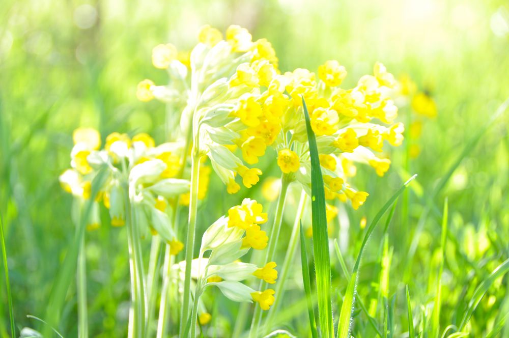 Frühlingsblumen von Brigitte Mueller 