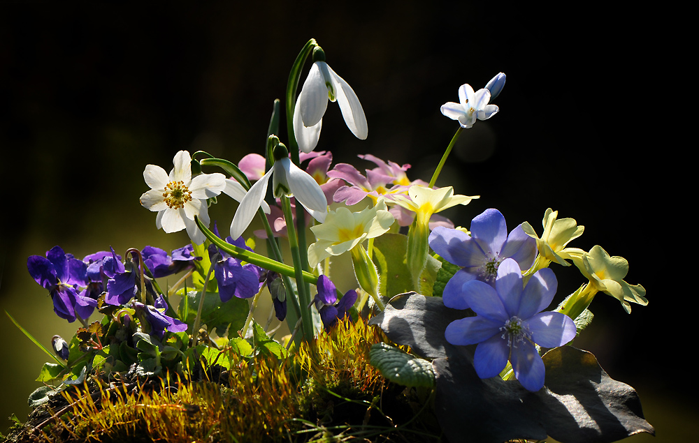 Frühlingsblumen