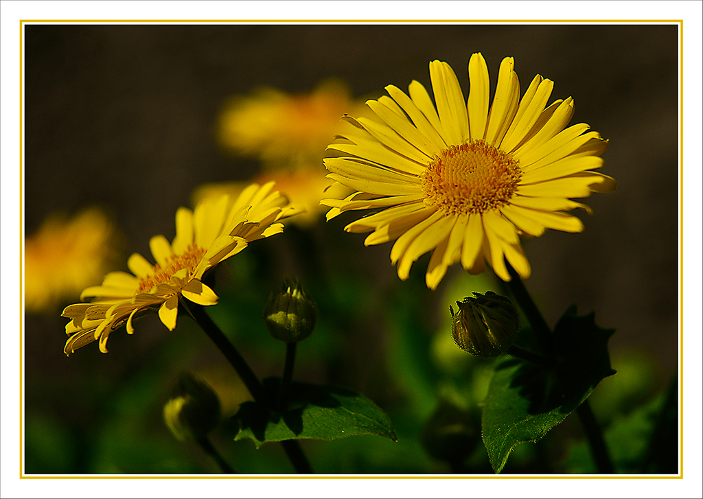 Frühlingsblumen