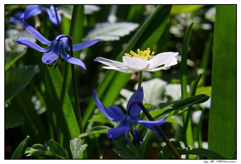 Frühlingsblumen