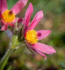 Frühlingsblumen