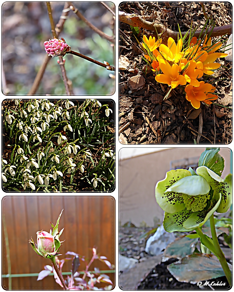 Frühlingsblumen