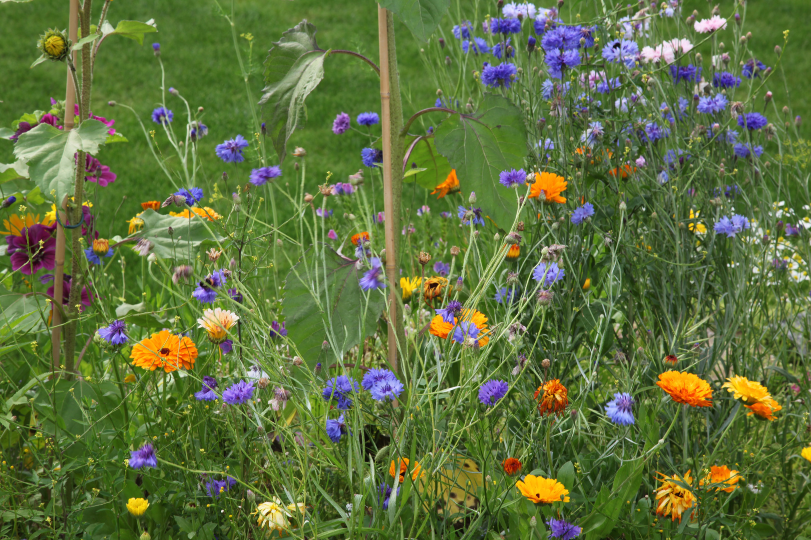 Frühlingsblumen