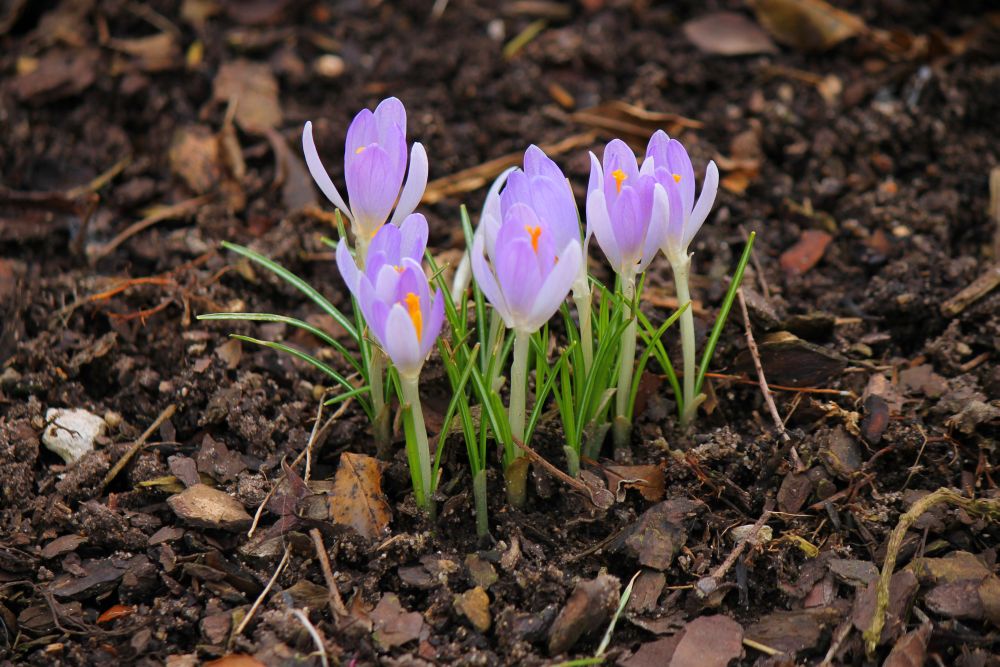 frühlingsblumen