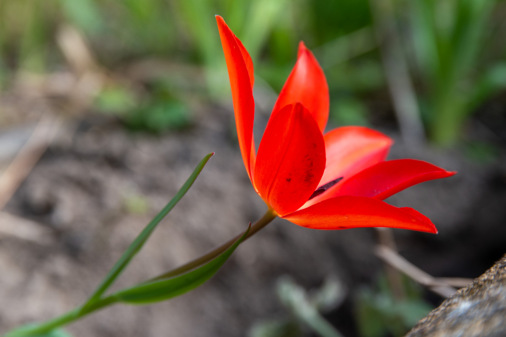 Frühlingsblumen