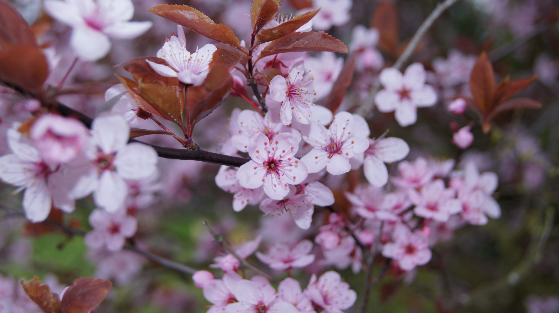 Frühlingsblumen