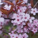 Frühlingsblumen