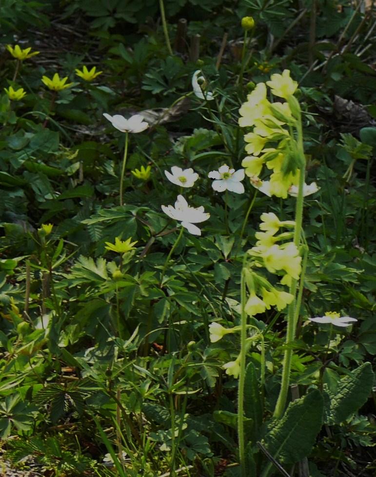 Frühlingsblumen ...