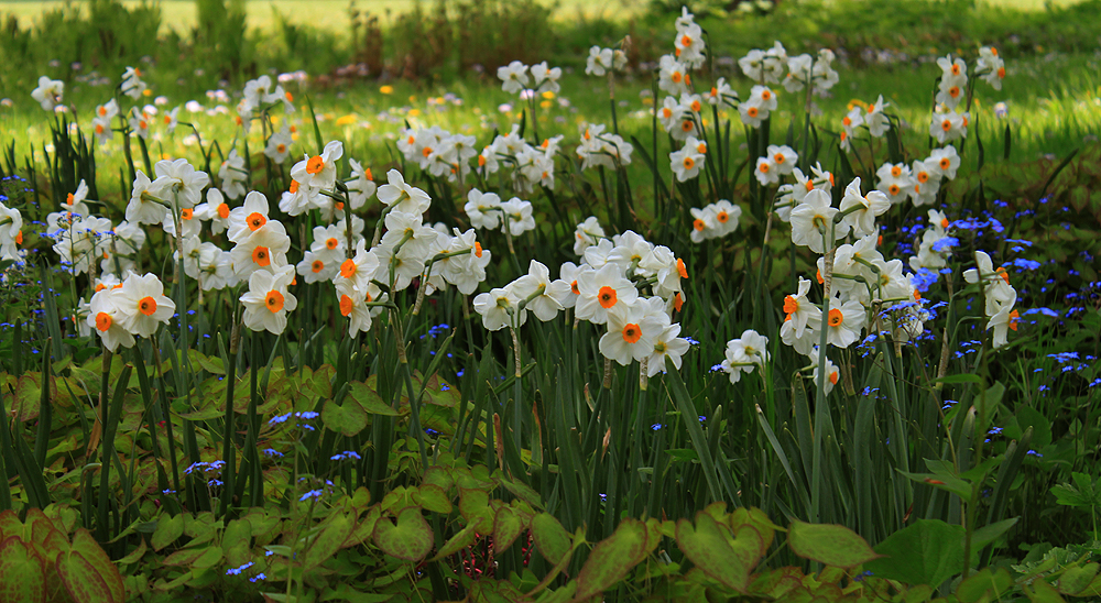 Frühlingsblumen