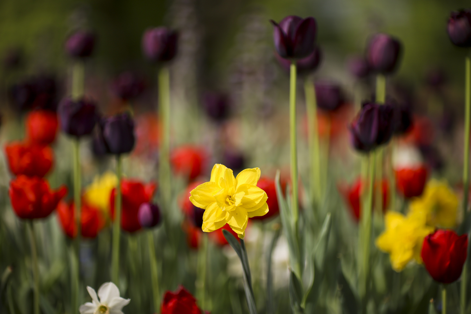 Frühlingsblumen