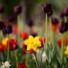 Frühlingsblumen