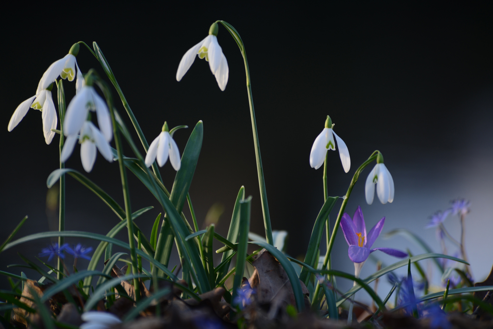 Frühlingsblumen