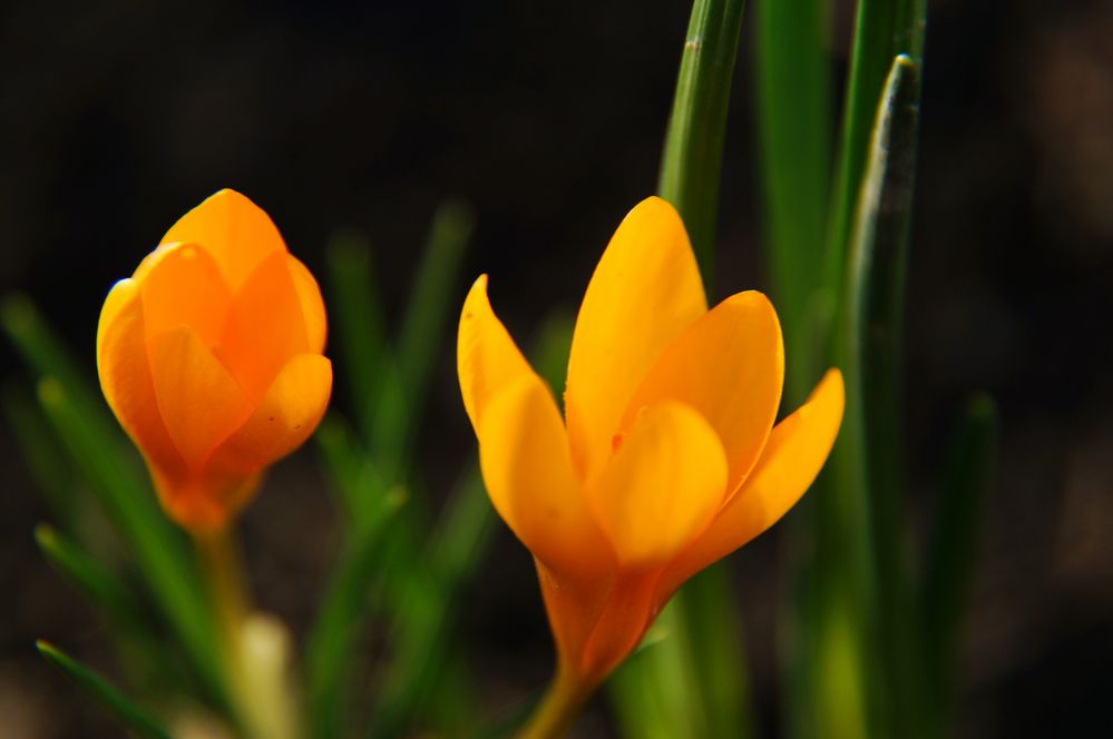 Frühlingsblumen!