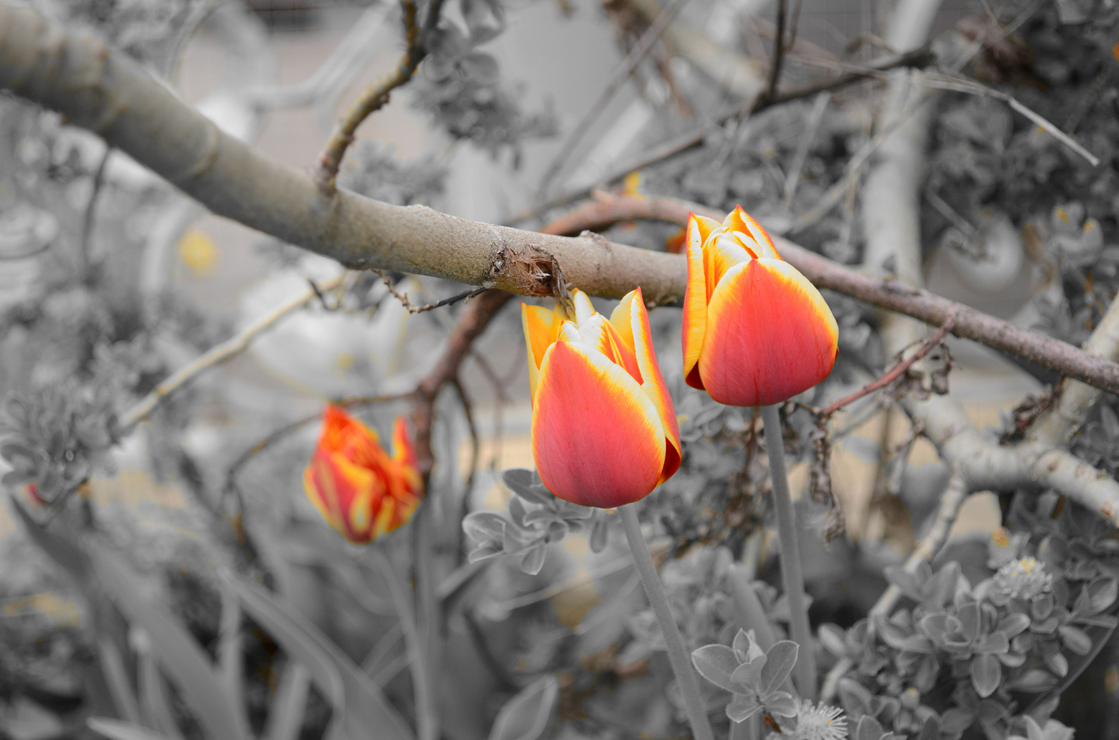 Frühlingsblumen