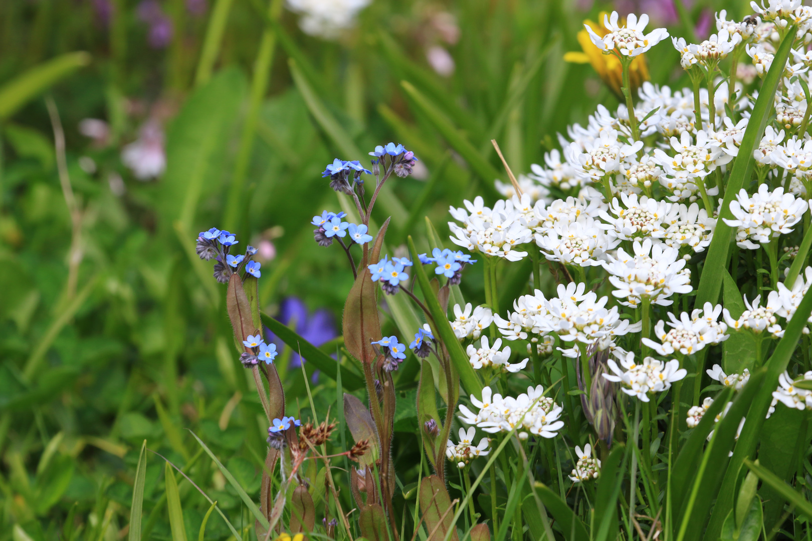 Frühlingsblumen