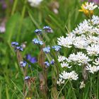 Frühlingsblumen