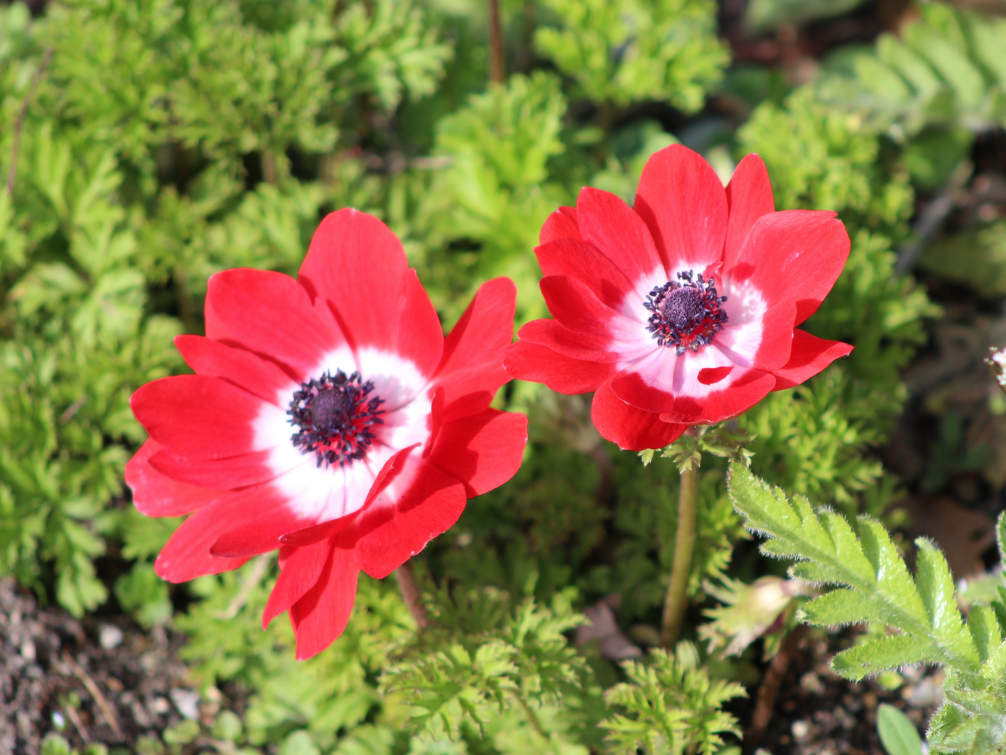 Frühlingsblumen