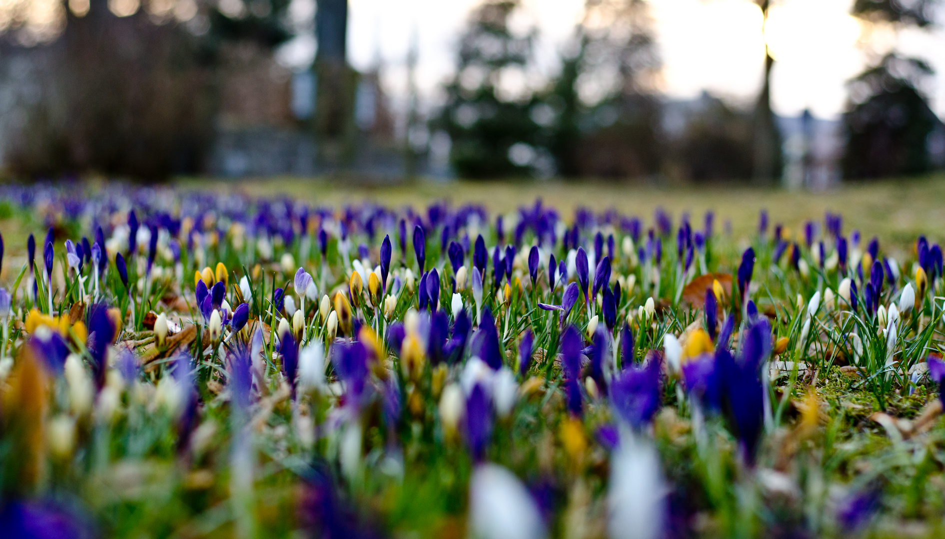 Frühlingsblumen