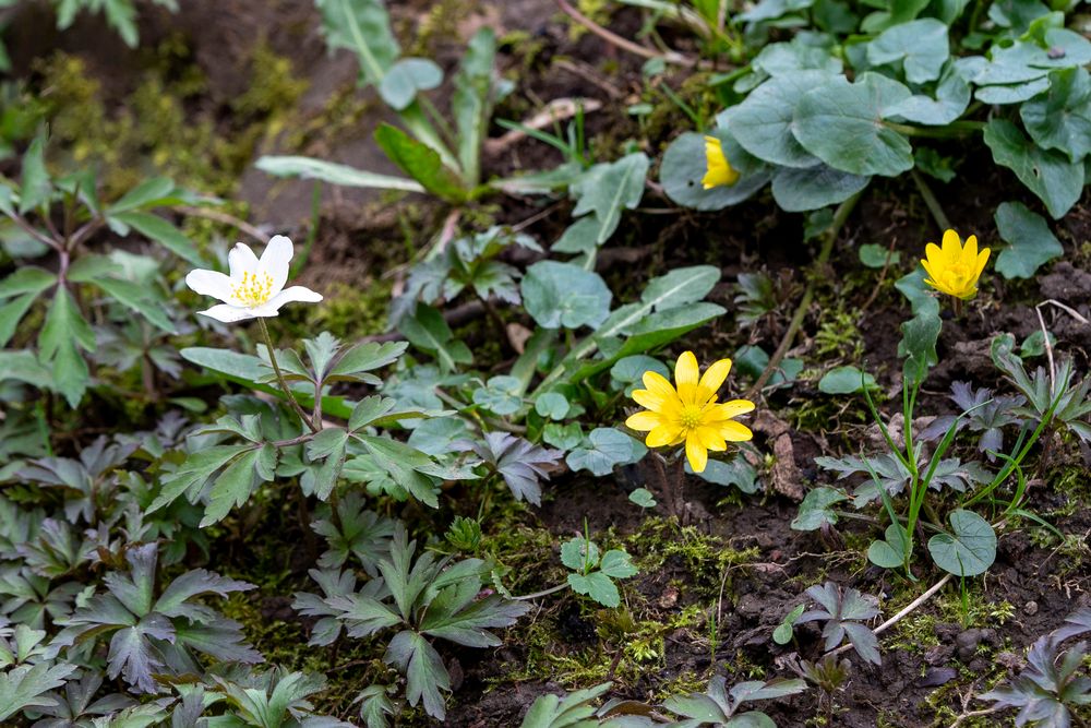 Frühlingsblumen