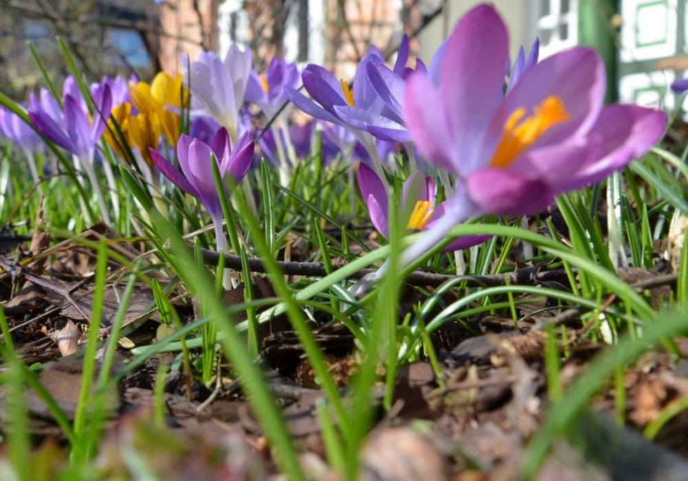 Frühlingsblumen