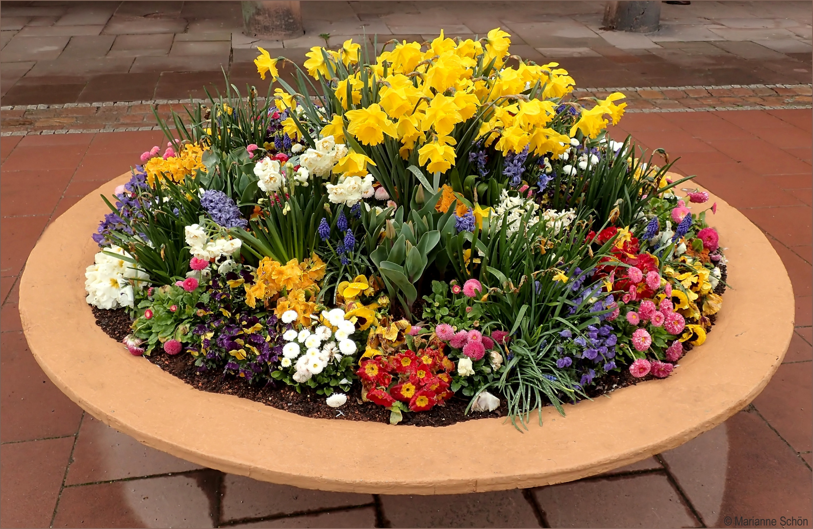 *Frühlingsblumen* Foto & Bild frühling, natur, blumen Bilder auf