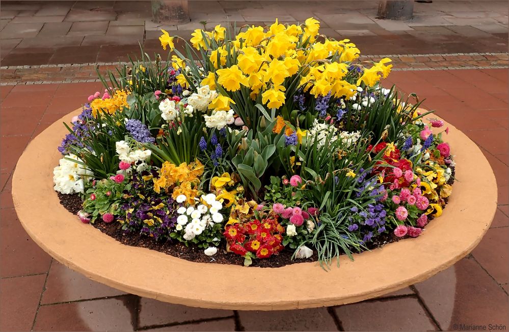 *Frühlingsblumen* Foto & Bild frühling, natur, blumen Bilder auf