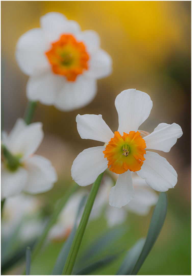 Frühlingsblumen