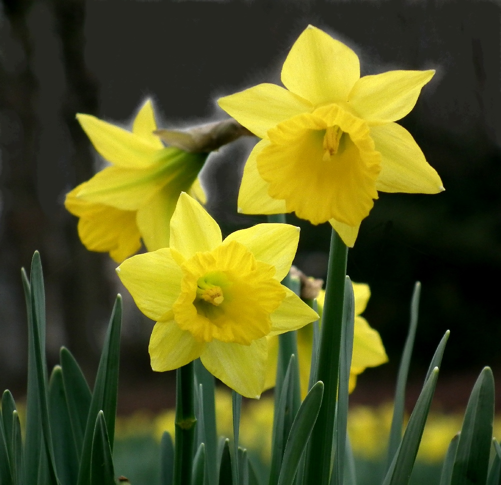 Frühlingsblumen