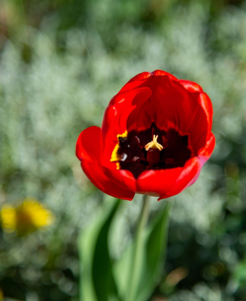 Frühlingsblumen