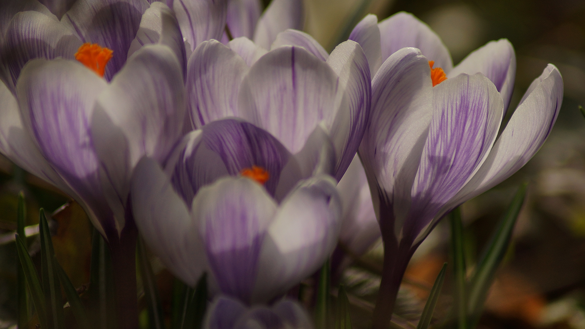 Frühlingsblumen