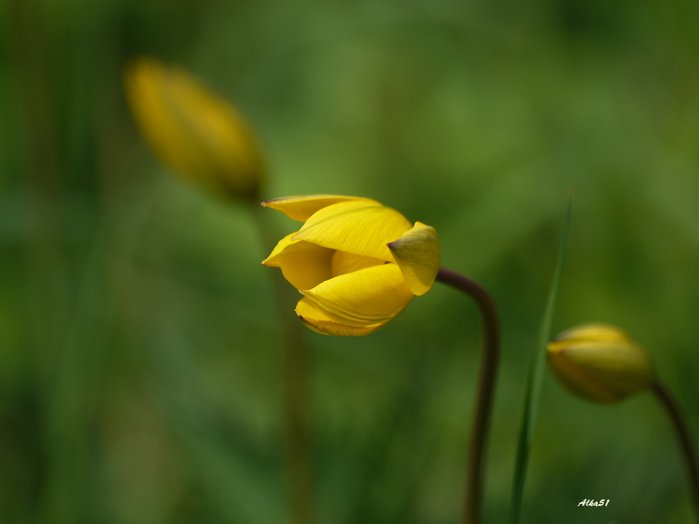 Frühlingsblumen.