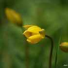 Frühlingsblumen.