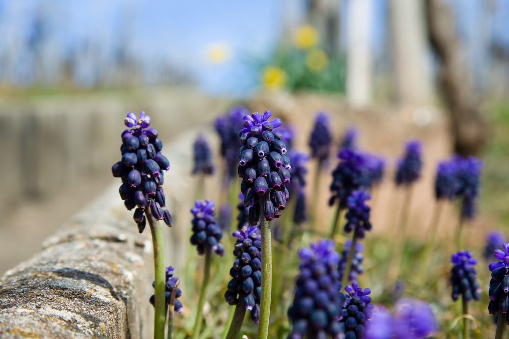 Frühlingsblumen