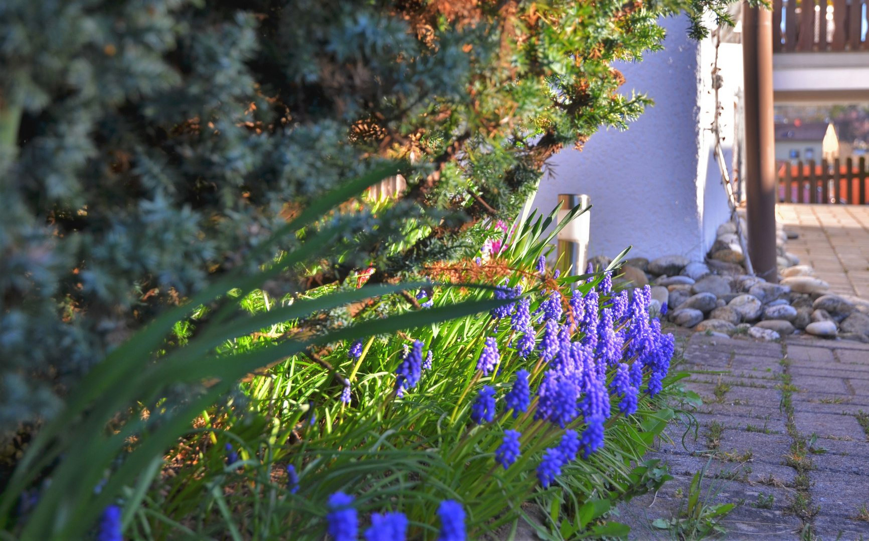 Frühlingsblumen am Hauseingang