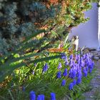 Frühlingsblumen am Hauseingang