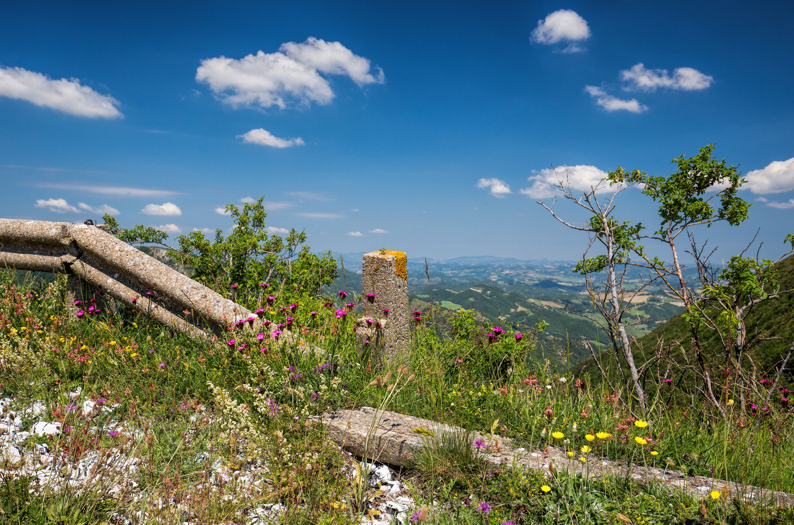 Fruehlingsblumen am Monte Catria